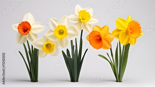 Narcissus  daffodil  jonquil isolated on white background 