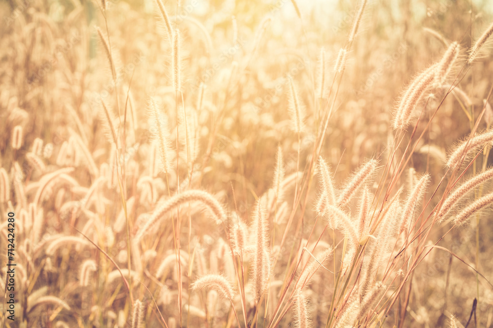 Obraz na plátně Poaceae grass flowers whit sunset of Thailand. Selective focus.