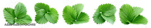 Collection strawberry leaves isolated on white background. Clipping path strawberry leaves. Coconut macro studio photo