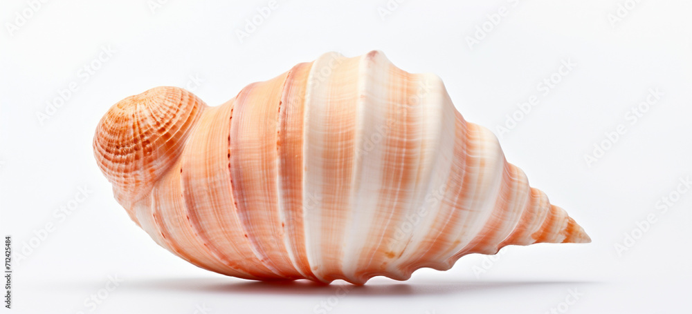 Obraz premium seashell on white background
