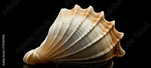 seashell on white background © Zeeshan