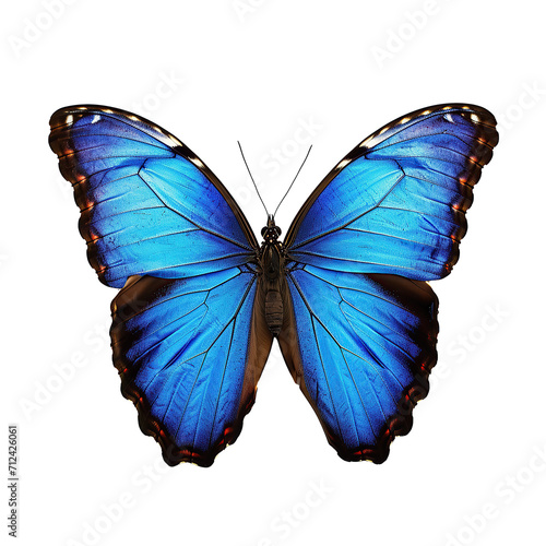 Miami Blue Butterfly isolated on transparent background.