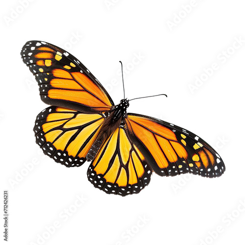 monarch butterfly isolated on transparent background.