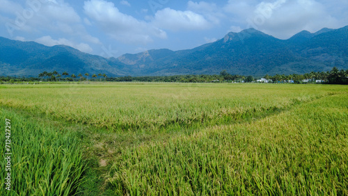 Beautiful green paddy field and western ghats mountain range, Tenkasi, Tamil Nadu