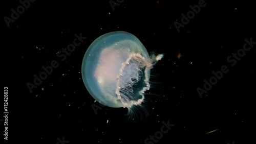 Underwater, mystery, Blackwater diving, Deep sea moon jellyfish floating and shining in the dark, macro marine life , 