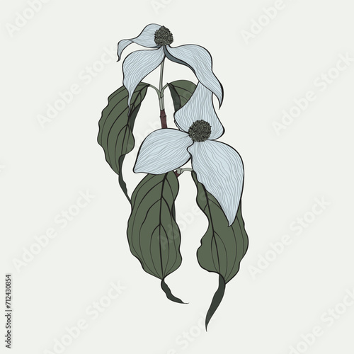 Dogwood branch with flowers. Cornus florida. Line drawing. Simpe coloring illustration.