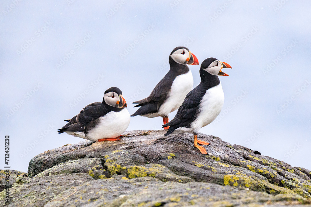 Fototapeta premium Puffins’ Coastal Perch in the Wilderness