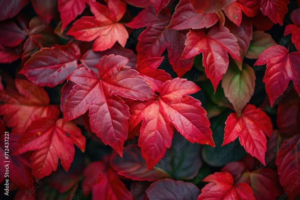 A close-up view of a bunch of vibrant red leaves. Perfect for autumn-themed designs and nature-related projects A close-up view of a bunch of vibrant red leaves. Perfect for autumn-themed designs and nature-related projects
