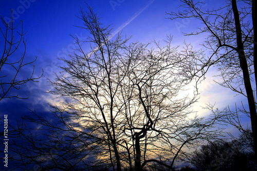 Sunset Tree