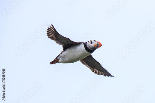 Graceful Puffin Soaring Through the Clear Sky photo