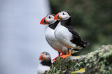 Puffins Perched Peacefully on Rocky Cliff Edge