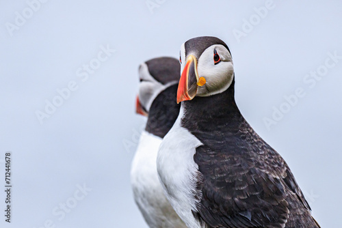 Puffins Perched Peacefully on Rocky Cliff Edge