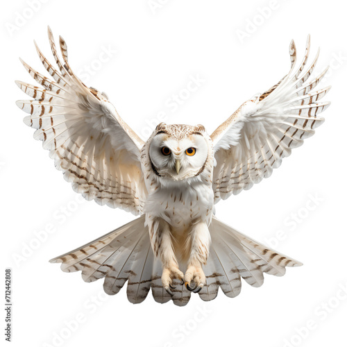 white owl flying isolated on png background.