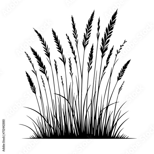 wheat ears isolated on white, grass-line, vector