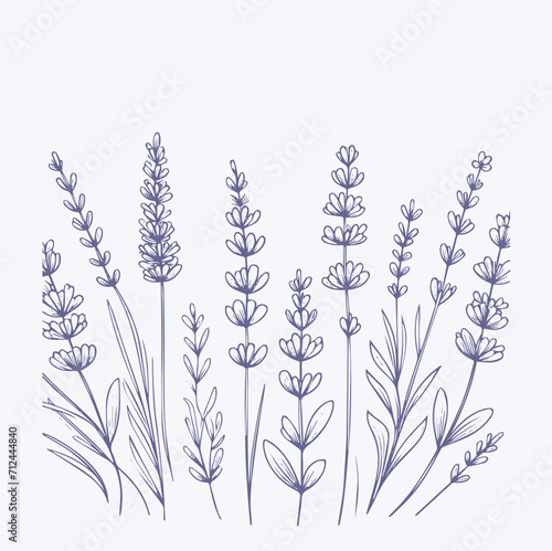 Lavender flowers set. Hand drawn lavender vector illustration.