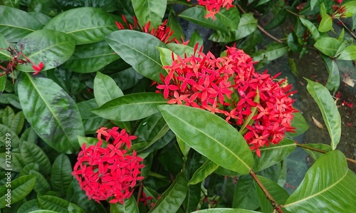 Beautiful Red Flower in the Garden