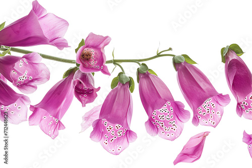 flower foxglove petals flew isolated on white background