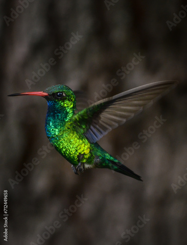 hummingbird in flight