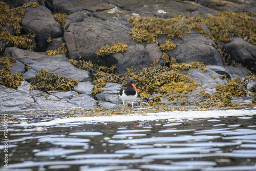  A Pied Oystercatcher Amidst Scottish Coastal Beauty photo