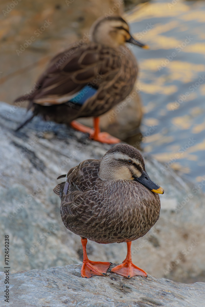 On a winter morning, Spot-billed ducks are grooming on the rock. On a winter morning, Spot-billed ducks are grooming on the rock.