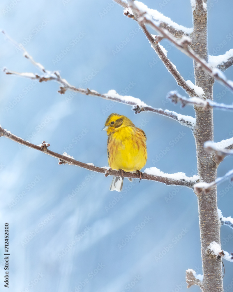 Bird - Yellowhammer ( Emberiza citrinella ) perched on tree winter time small bird on light background Bird - Yellowhammer ( Emberiza citrinella ) perched on tree winter time small bird on light background
