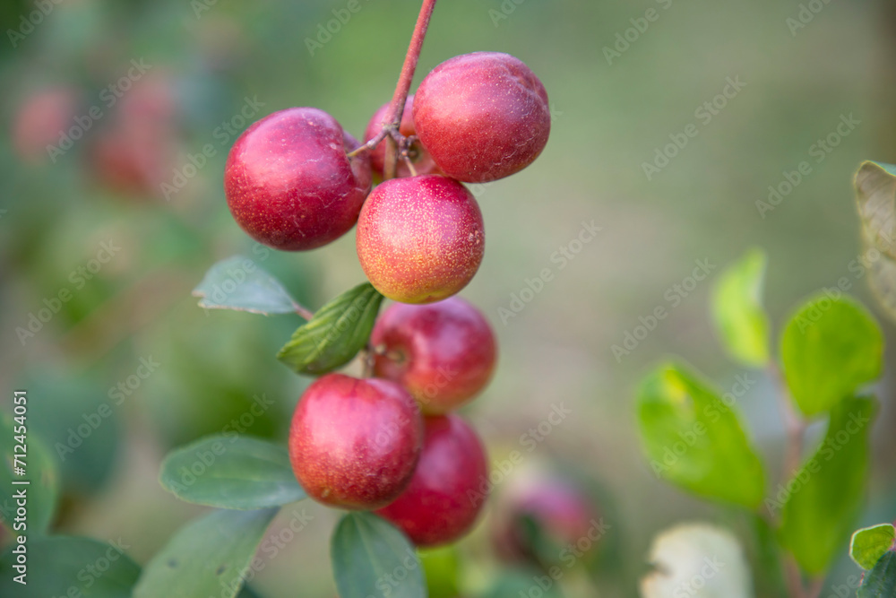 Red jujube fruits or apple kul boroi on a branch in the garden. Selective Focus with Shallow depth of field Red jujube fruits or apple kul boroi on a branch in the garden. Selective Focus with Shallow depth of field