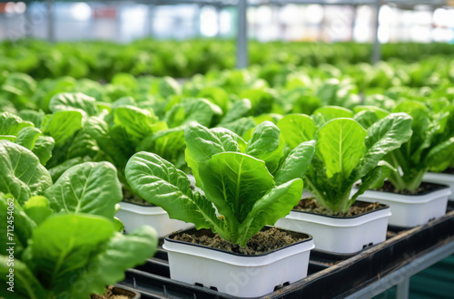 Close up of plants in a net pot in a hydroponic installation