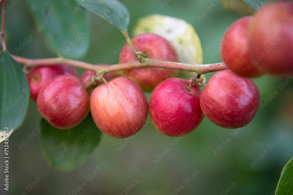 Red jujube fruits or apple kul boroi on a branch in the garden. Selective Focus with Shallow depth of field Red jujube fruits or apple kul boroi on a branch in the garden. Selective Focus with Shallow depth of field