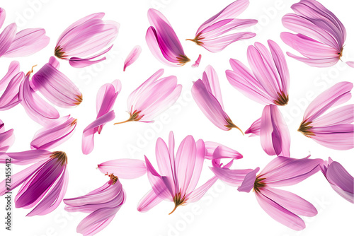 flower aster petals flew isolated on white background