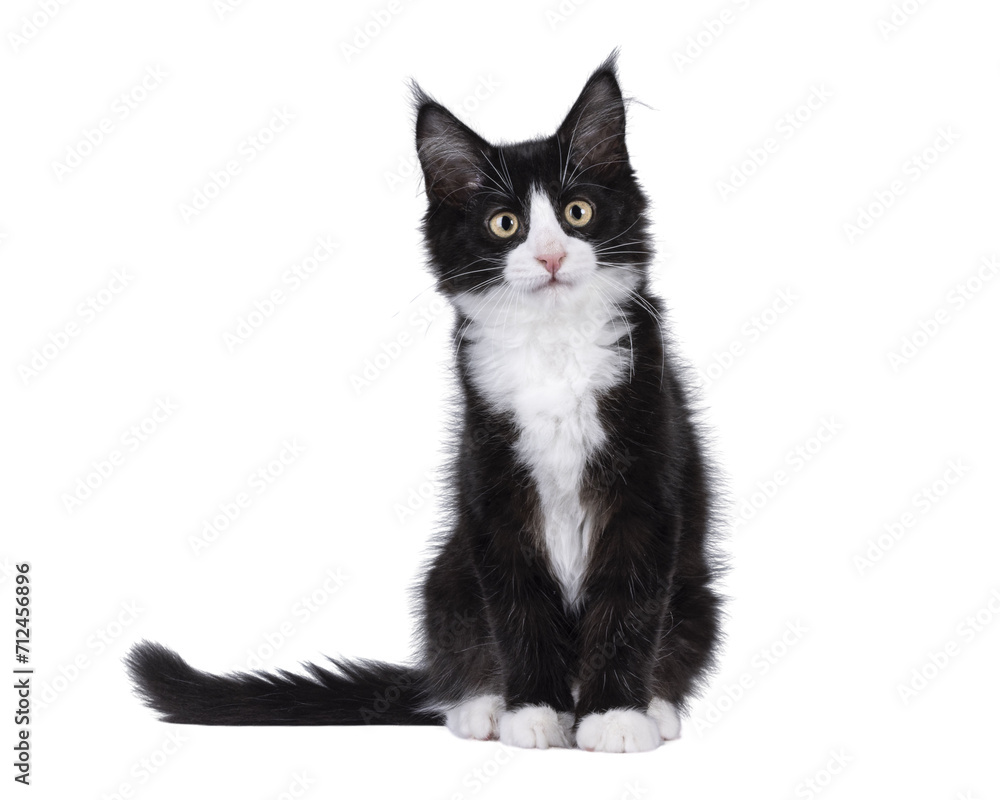 Cute black with white tuxedo Maine Coon cat kitten with naughty expression, sitting up facing front. Looking towards camera. Isolated cutout on a transparent background. Cute black with white tuxedo Maine Coon cat kitten with naughty expression, sitting up facing front. Looking towards camera. Isolated cutout on a transparent background.