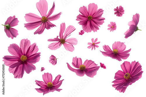 flower Cosmos petals flew isolated on white background photo