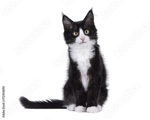 Cute black with white tuxedo Maine Coon cat kitten with naughty expression, sitting up facing front. Looking towards camera. Isolated cutout on a transparent background.