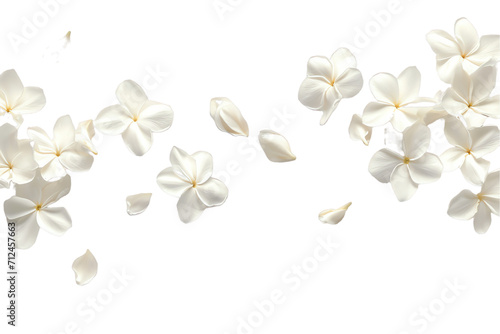 some flower jasmine petals flew isolated on white background