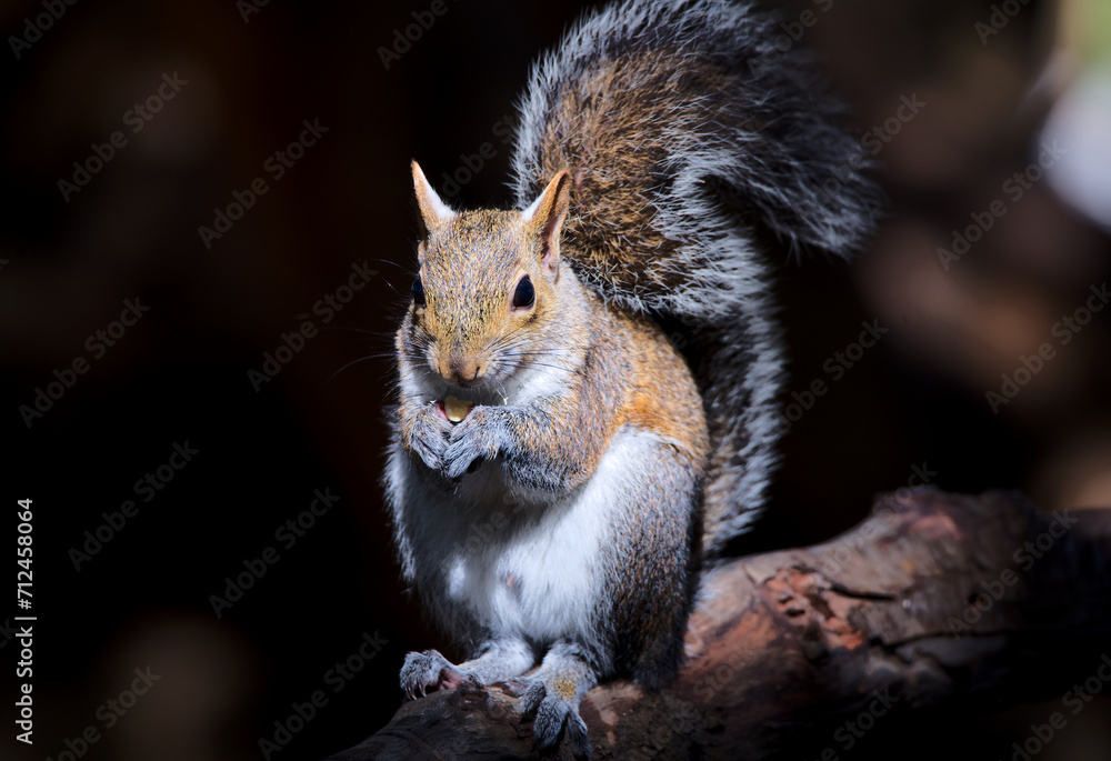 Obraz premium Eichhörnchen in Florida