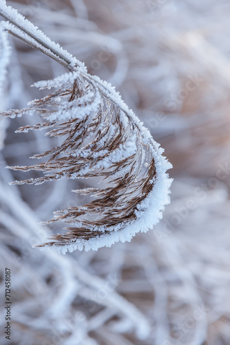icy and snow-covered plants in a winter landscape