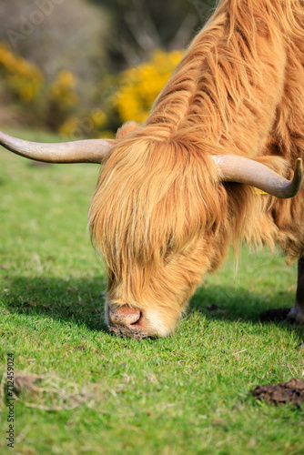 Highland Cattle Grazing Under the Scottish Sky 