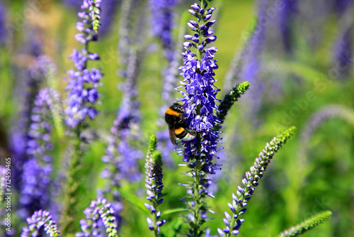 Bumblebee, pollinator insect of Bombus spp, feeding on the nectar of Hyssop, Hyssopus spp. on a sunny day.