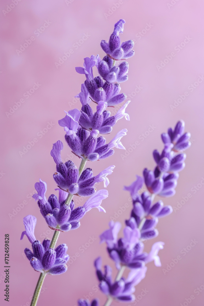 Fototapeta premium Purple lavender flower as vertical Greeting card template composition