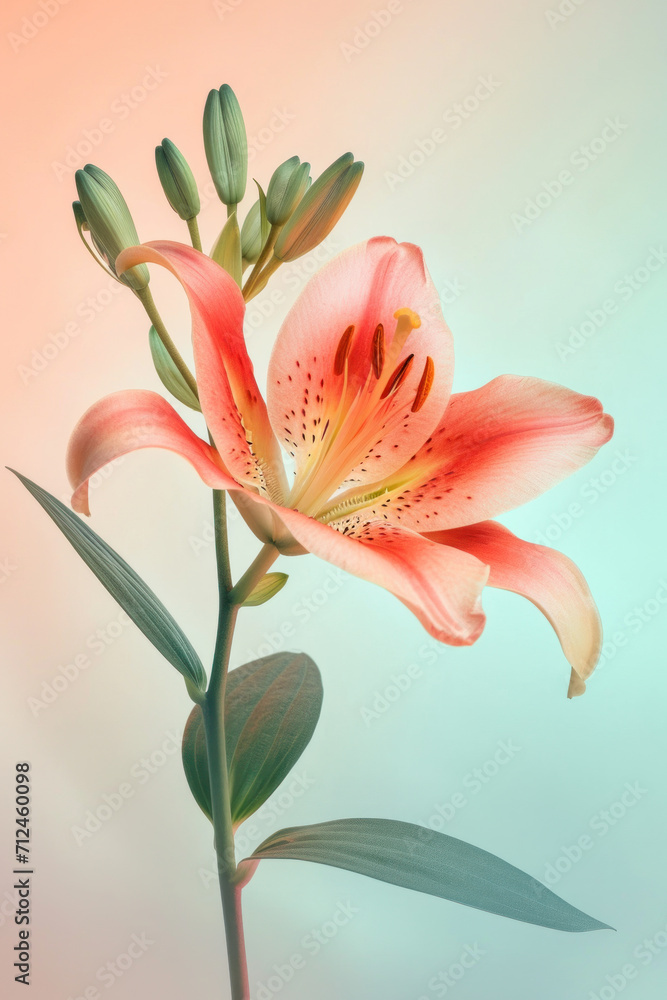 Red lily flower soft elegant vertical background, card template