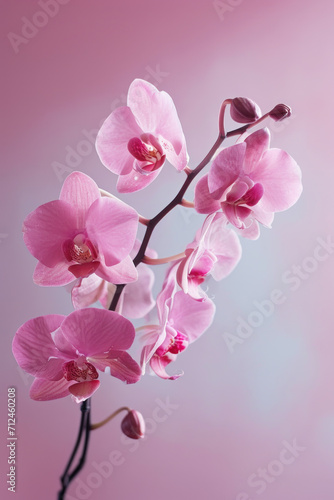 Pink Orchid flower soft elegant vertical background, card template