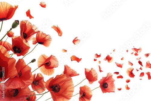 some flower poppy petals flew isolated on white background photo