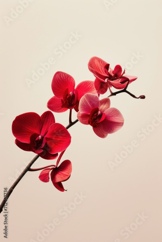 Red Orchid flower soft elegant vertical background, card template