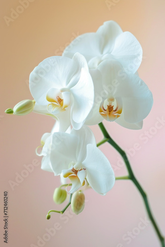 White Orchid flower soft elegant vertical background  card template