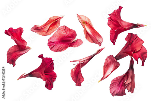 flower gladiolus petals flew isolated on white background