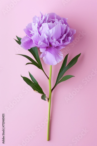 Purple peony flower soft elegant vertical background, card template