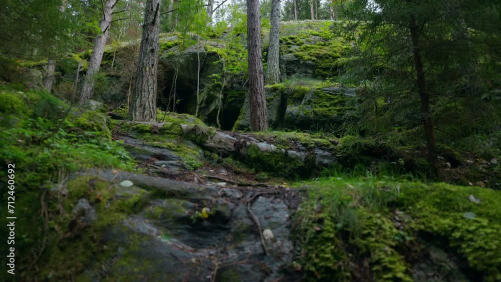 Fabulous Forest With High Pines And Green Moss On Stones, Unique Geological Landscape, Moving Shot Fabulous Forest With High Pines And Green Moss On Stones, Unique Geological Landscape, Moving Shot