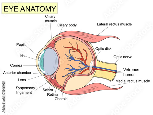 Eye anatomy with labeled structure scheme for human optic outline diagram. Educational physiological and medical sight infographic