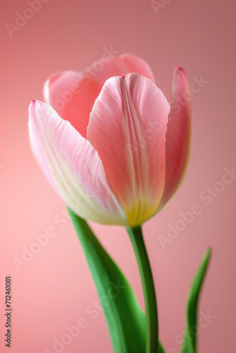 Pink Tulip flower as vertical Greeting card template composition