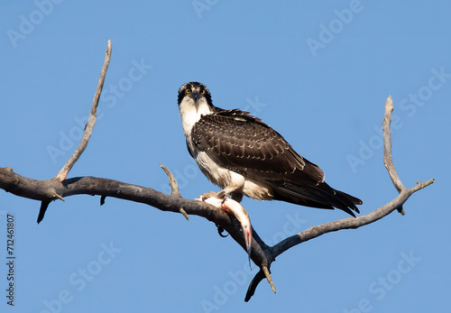 Osprey