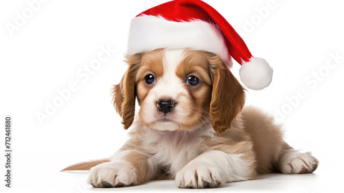 Cute Puppy Wearing Santa Hat